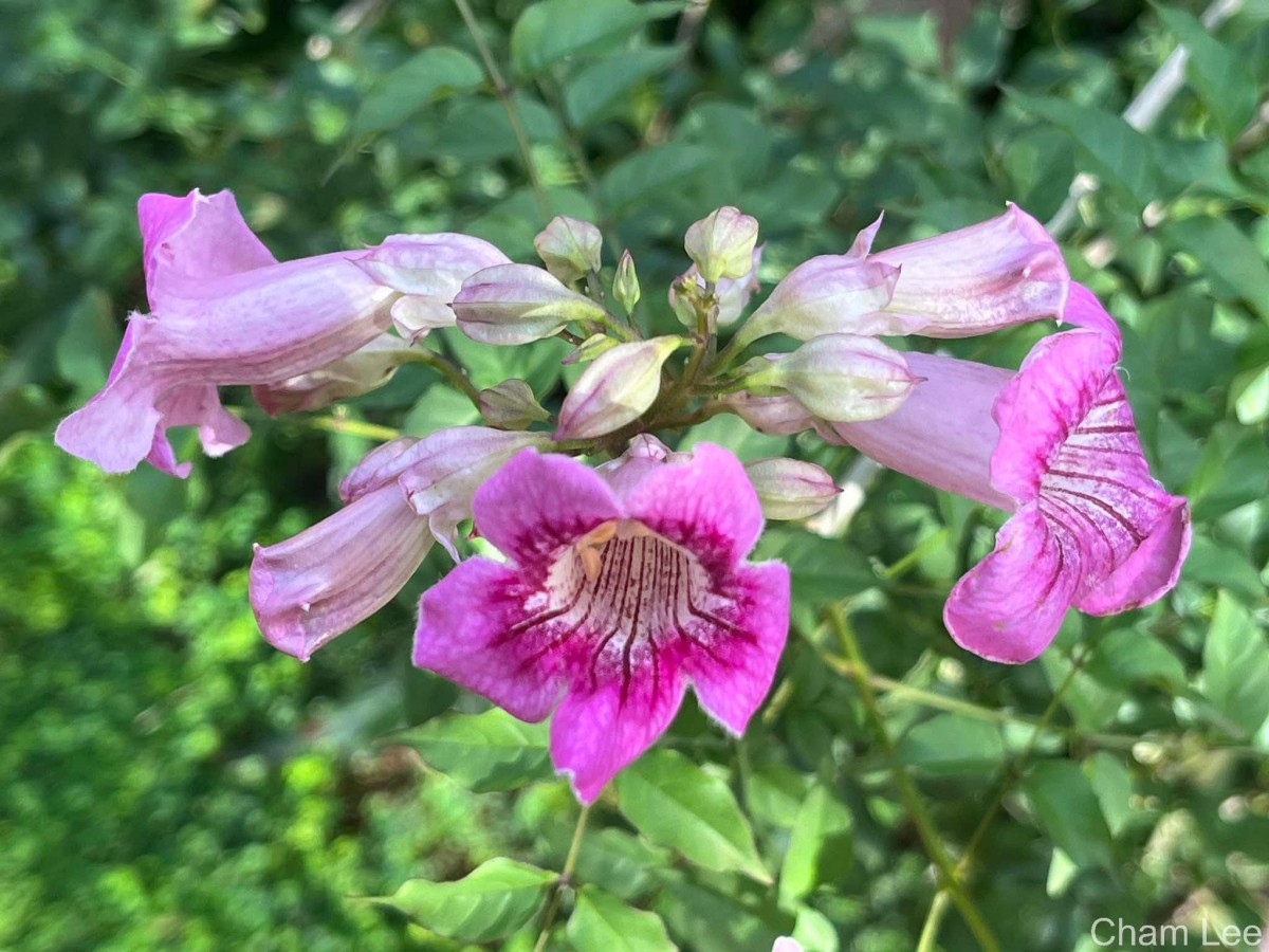 Podranea ricasoliana (Tanfani) Sprague